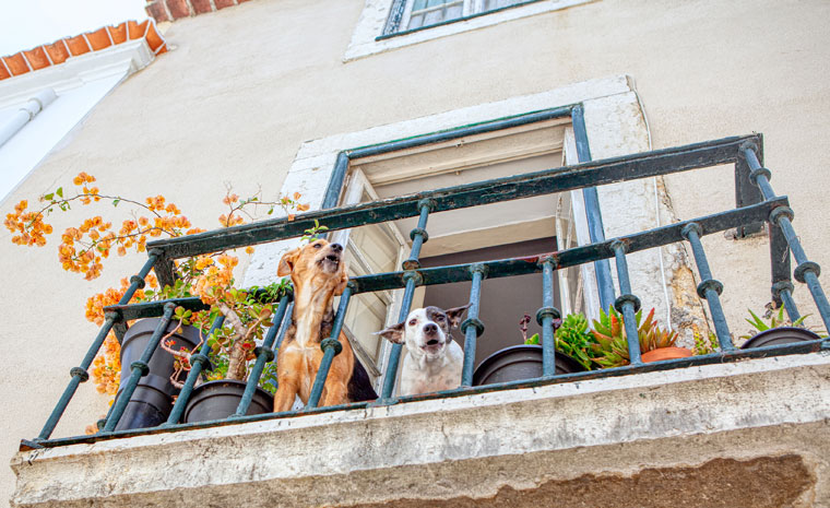 Dois cães a ladrar a uma varanda de um edifício